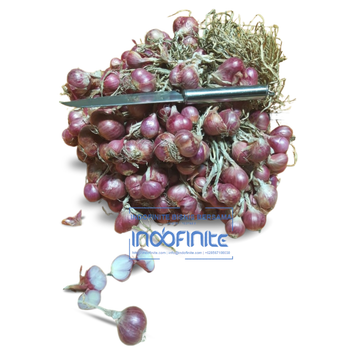 Organic shallot onion quality fresh red onions from Indonesia - PT INDOFINITE BISNIS BERSAMA - Indonesia