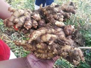 GINGER from D&C Company GINGER - D&C Company - Ghana