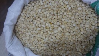 Non GMO White Maize ( Corn) For Sale - JTENK GROUP COMPANY LIMITED - Tanzania