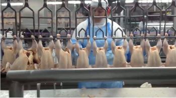 FROZEN CHICKEN LEG QUARTERS from Agricommerce Trading Enterprises FROZEN CHICKEN LEG QUARTERS – product photo, Frozen Hen Leg Quarters products found from trusted suppliers, wholesalers, manufacturers & exporters Listing