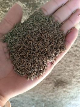 Cumin seed – product photo, Cumin Seed products found from trusted suppliers, wholesalers, manufacturers & exporters Listing