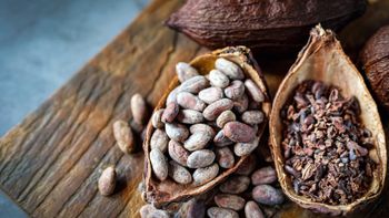 Cocoa Beans – product photo, Fermented Cocoa Beans products found from trusted suppliers, wholesalers, manufacturers & exporters Listing