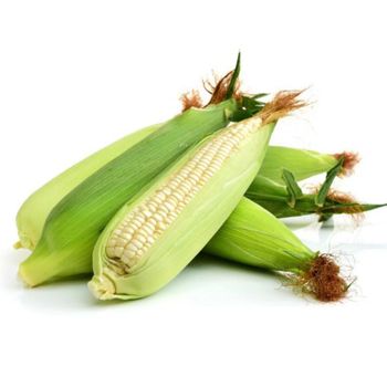 Superior White Corn Export White Corn With Clean And Healthy Appearance For High Volume Buyers - THE GREEN INTERNATIONAL LIMITED - Tanzania