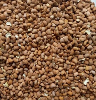 Dried Nigerian Brown Beans/Honey Beans/Drum Beans from Selensebobo Enterprise Dried Nigerian Brown Beans/Honey Beans/Drum Beans - Selensebobo Enterprise - Nigeria