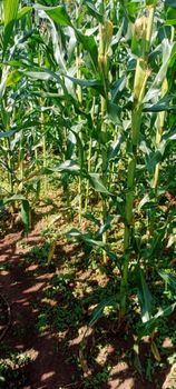 Sweet corn - Acuarius Ltd - Kenya