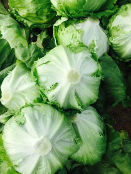 fresh ice berg lettuce Origin Farmex Farms Grade Export Quality Weight Range 500–800 G Per Head Packaging Options 5 Kg / 10 Kg Cartons Or As - Farmex - Egypt