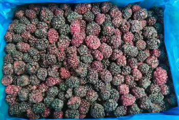 IQF BLACKBERRY Grade A Shape Whole Size 10kg/ctns Piece Weight 10 Kg Drying Process IQF Color Black and red Storage Condition Below 18°c - Shandong guohai Imports and exports Co., ltd - China