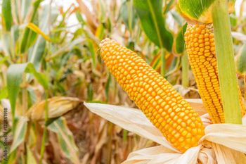 Corn Type Corn Packaging Boxes, Bags Cultivation Type - ADWA Solutions LLC - United States