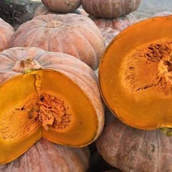 High Quality Fresh Pumpkin for Bulk Supply to Food Processors Wholesalers and Distributors - S-SQUAD - France