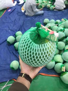 Pomelo Place of Origin Vietnam Variety Green skin, pink flesh Taste Sweet, Sour, Fruit Taste Origin Ben Tre Province, Vietnam - TROPICA CO LTD - Vietnam
