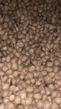 semi husk coconut from vardhaman corporation semi husk coconut - vardhaman corporation - India