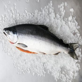 Fresh Norwegian Salmon Premium Atlantic Origin Whole Fish Supply For International Seafood Buyers And Export Markets - TOSOH INTERNATIONAL - South Africa