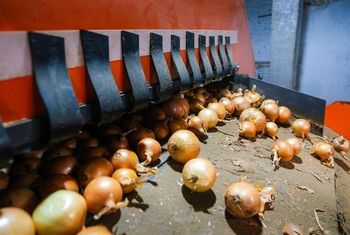 Fresh fruits and Vegetables, Potatoes and Onions for Supplier 13 se 15 Metric Tons - AamirEnterprises - Pakistan