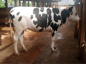 Healthy Holstein Friesian Cows Excellent Milk Production Strong Body Condition Buy Premium Dairy Livestock from CPW TRADE LTD Healthy Holstein Friesian Cows Excellent Milk Production Strong Body Condition Buy Premium Dairy Livestock - CPW TRADE LTD - United Kingdom