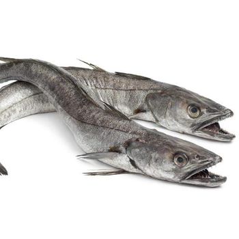 Fresh Hake Frozen At Peak Freshness Preserving Delicate Texture Authentic Taste And Dependable Shipment Quality - TOSOH INTERNATIONAL - South Africa