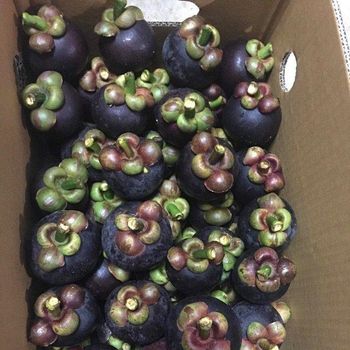 Fresh Thai Mangosteen Features Gluten-Free, Lactose-Free, Organic, Vegan Origin Asia, China, Egypt, European Continent, European Union, Greece, India, Indonesia, Iran, Italy, Japan, Lebanon, Malaysia, Morocco, National, North America, Philippines, Regional, Russia, South Korea, Spain, Syria, -  DAEWKAEW PANTAMANG Co., Ltd - Thailand