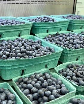 New Harvest Fresh Frozen Blueberries | Fresh Blueberries 2kg International Export Standards On Sale - Sosa Merchant Solutions - Austria