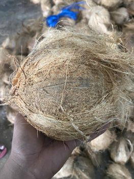 Semi Husked Coconut – product photo, Fresh Semi-Husked Coconut products found from trusted suppliers, wholesalers, manufacturers & exporters Listing