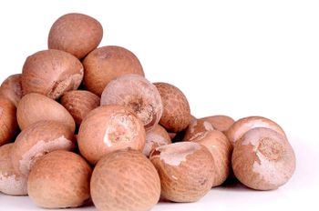 Wholesale Bulk Betel Nuts Supplier Grade Top Grade Texture Natural Shelf Life 1 Year Freshness Preserved Sourcing Trusted Producers - Mutlu Et Mustafa - France