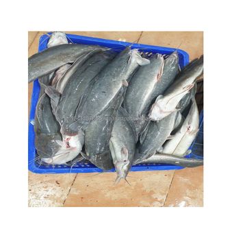 Good Sale Export Whole Round 1- 2kg Land Frozen Catfish - NATURAL FOODS PLUS COMPANY LIMITED - Vietnam