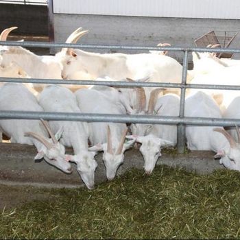 Cheap Top Selling sheep in bulk Saneen / Alpine / Purebred Boer goats at cheapest price Ready For Export Worldwide from Summit Industrial LLC Cheap Top Selling sheep in bulk Saneen / Alpine / Purebred Boer goats at cheapest price Ready For Export Worldwide - Summit Industrial LLC - United States