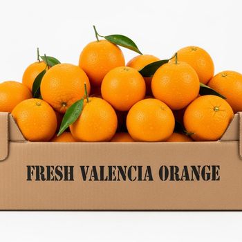 Fresh Valencia Orange High Yield Fruit With 98% Marketable Quality Attractive Color And Careful Sorting Process - TOSOH INTERNATIONAL - South Africa