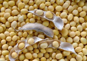 Soya Beans Seed Color Yellow Origin Brazil Packaging Bags Gmo Status Non-gmo Intended Use Human Food - Zabs Holdings - South Africa
