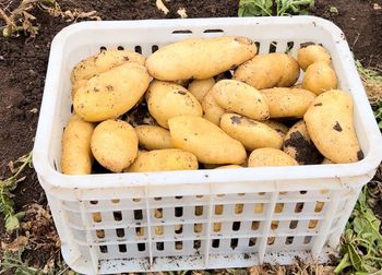 Potatoes – product photo, Mixed Fresh Vegetables products found from trusted suppliers, wholesalers, manufacturers & exporters Listing