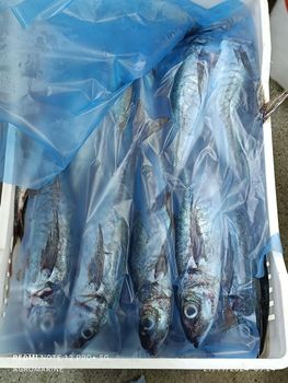 HORSE MACKEREL Origin Chile Size Range 300-500 And - SOC COMERCIAL NEPTUNO FROZEN SPA - Chile