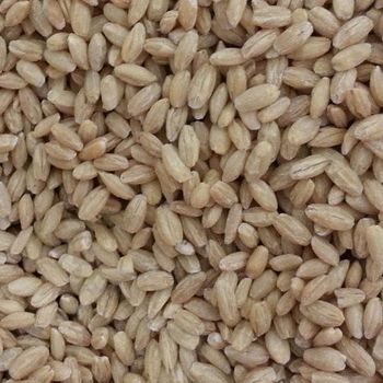 Barley - BF GLOBAL TRADING (PTY) LTD - South Africa