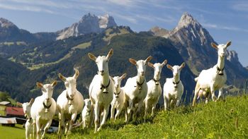 Top Grade Live Saanen Goats Premium Dairy Breed With High Genetic Value Cheap Price For Dairy Business Success - CPW TRADE LTD - United Kingdom