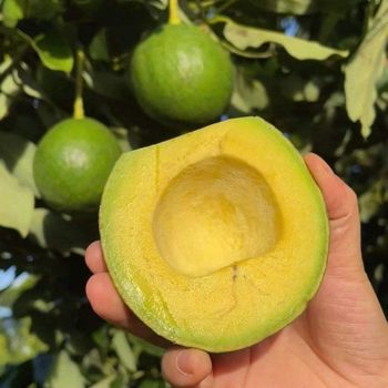 Cheap Fresh Super Delicious Taste Premium Quality Hass Avocado - Whole Fruit Export from AGRONOVA Cheap Fresh Super Delicious Taste Premium Quality Hass Avocado - Whole Fruit Export - AGRONOVA - United States