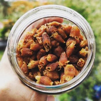 Mahua Flower (Naturally Dried, Hand Collected) Drying Method Naturally Sun-dried To Preserve Aroma, Taste, And - Evy Cool Gifts Private Limited - India