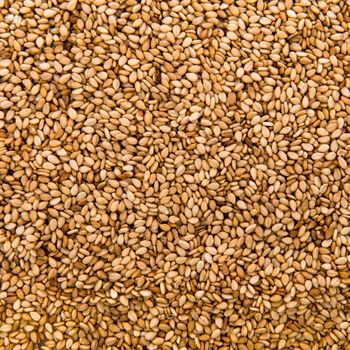 Golden Brown Sesame Seeds Processed With Modern Cleaning Technology For Wholesale Import Demand - malter group - Tanzania