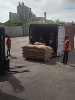 Green Arabica Coffe beans 090111 R2S 18mm AA quaility - asoprocedaca - Venezuela, Bolivarian Republic of