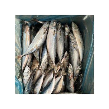 Wholesale frozen horse mackerel supplier best market deals - VERTEX TRADING LIMITED - United Kingdom
