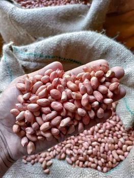 Best Grade Groundnut Different Size of Counts and Good Taste of Peanut From Healthy Snacks Exporter Customized Packing - AL JABLI TRADING COMPANY LIMITED - Tanzania
