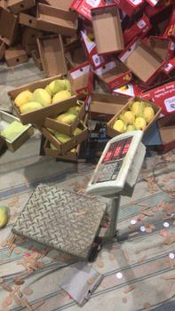 Premium Mangoes for Export - TKS Traders - Pakistan