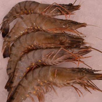 Frozen whole head and shelled tiger prawns, - GOLDEN STAR BV - South Africa