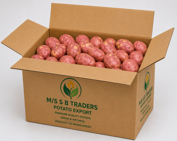 fresh potato from ms/ sb traders fresh potato - ms/ sb traders - Bangladesh