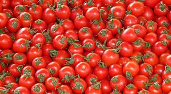 fresh Moroccan tomatoes - AlQabbani Atlas - Morocco