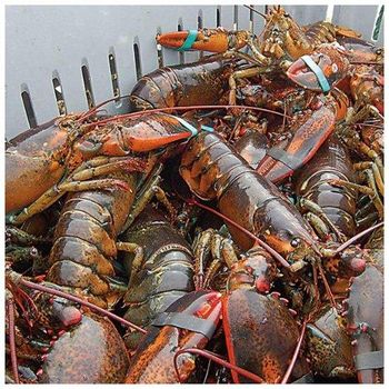 Fresh Quality Pacific  Red Lobsters for sale. - TREVEX INTER CO.,LTD - Thailand