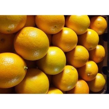 Fresh Valencia Orange for sale - Lawana and Sons Supplies - South Africa