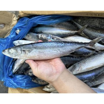 Frozen Atlantic Mackerel Fish Rich Omega 3 Nutrient Seafood Product For Wholesale Distribution And Retail Packaging - TOSOH INTERNATIONAL - South Africa