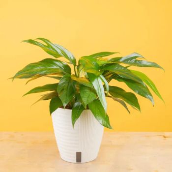 Fresh Plant Baltic Blue Pothos for Home Decor - Plant Fun ( Xiamen) Co., Ltd. - China