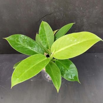 Wholesale Indoor Plants Philodendron Golden King Real Plants Bonsai - Xiamen Friendship Bridge Co., Ltd. - China