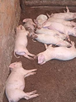 Pig,pork,bacon Texture Fresh Color Natural Size 30-70 kg per Source Responsible Address Entebbe-Kasanje Type Large white, Long white - Sanyu Farmers - Uganda