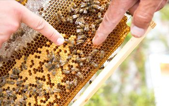 Bee Honey from Thyme Purity 100% Pure Origin Family Owned Farms Processing Method Naturally Processed Flavor Profile Distinct, Intense Aroma And Amber Colour Derived From Wild Thyme And - Technologistics Europe ltd - Greece