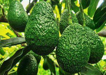 FRESH AVOCADO (Hass/Buccaneer/Booth7)~(Premium/ A,B,C Grades) – product photo, Fresh Hass Avocado products found from trusted suppliers, wholesalers, manufacturers & exporters Listing