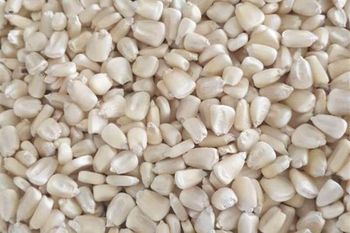 Yellow and White Maize, Dried Yellow Corn, Popcorn, White Corn Maize / White Maize / Corn (NON GMO) - FIN ALAMAK  - Russian Federation